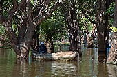 Tonle Sap - Kampong Phluk - Flooded mangrove forest 